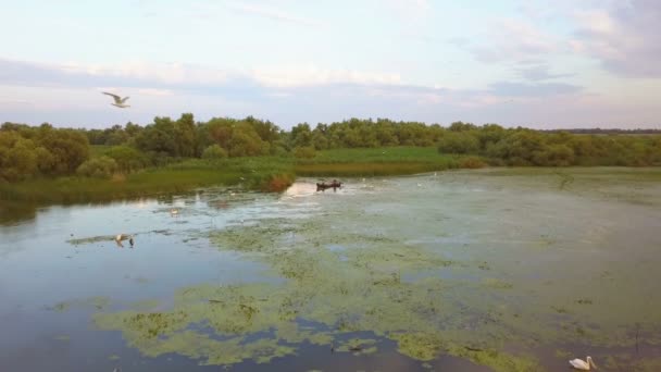 Delta Del Danubio Rumania Junio 2019 Pescadores Revisando Redes Amanecer — Vídeo de stock