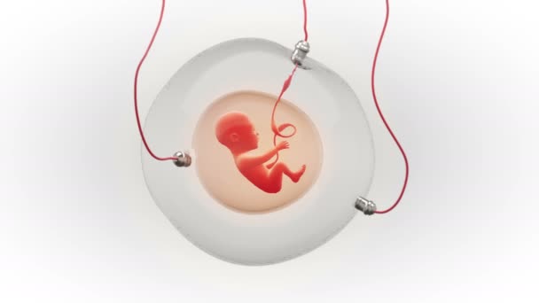 Animation conceptuelle d'un développement fœtal dans un sac gestationnel artificiel 