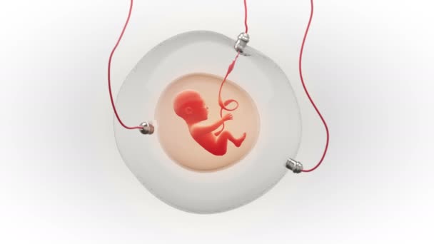 Concept Animatie Van Een Foetus Ontwikkeling Een Kunstmatige Zwangerschapsduur Sac — Stockvideo