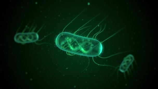 Созданные Компьютером Бактерии Кишечной Палочки — стоковое видео