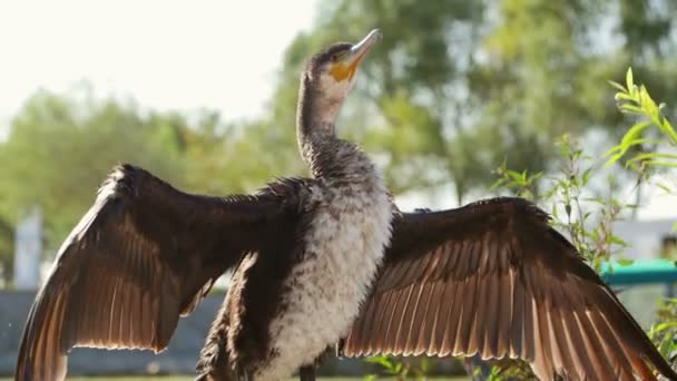 Cormorant Drying Sun — Stock Video