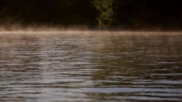 Niebla Matutina Río Danubio — Vídeos de Stock