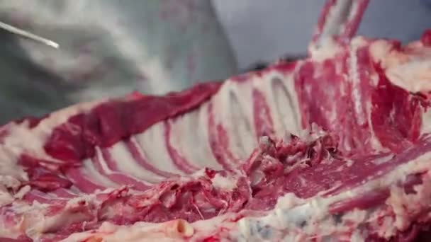 Agricultor Massacrando Cordeiro Inteiro Cortando Costelas Cordeiro Secando Carne — Vídeo de Stock