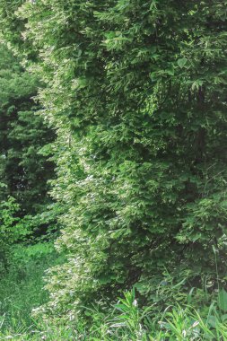 Uzun ağaçların yapraklarının arasından bir güneş ışığı huzmesi doğuyor. Koyu yeşil. Dokunulmamış doğa. Gün batımı güneşi. Yuvarlak yaprakların üzerindeki ışık parıltısı.