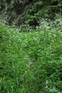 Beyaz çiçekli, uzun otların arasında bir patika. Yoğun ve karanlık bir ormana giden bir yol. Doymuş yeşil boya. Doğanın güzelliği. Sessiz yer.