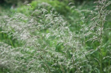Küçük çekirdekli uzun otlar. İnce saplı. Fazla gelişmiş bir arazi. Yakın görüş. Açık yeşil, yoğun çimenler. Rüzgarlı bir gün. Doğa. Flora..