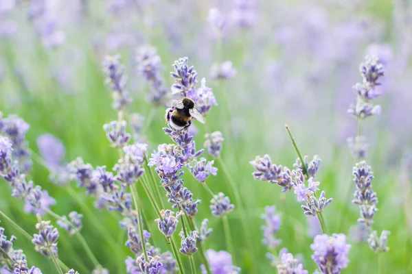 Hommels Verzamelen Stuifmeel Van Bloemen Lavendelvelden Met Hommels Violet Bloemen — Stockfoto