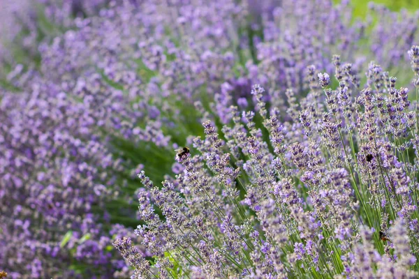 Шмели Собирают Пыльцу Цветов Лавандовые Поля Шмелями Фиолетовые Цветы Большом — стоковое фото
