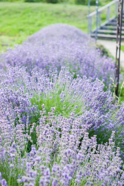Flores Lavanda Arbustos Grandes Durante Floración Brotes Fragantes Color Púrpura —  Fotos de Stock