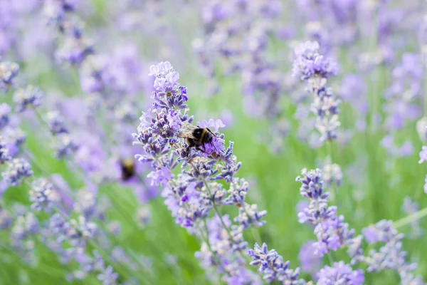 Hommels Verzamelen Stuifmeel Van Bloemen Lavendelvelden Met Hommels Violet Bloemen — Stockfoto