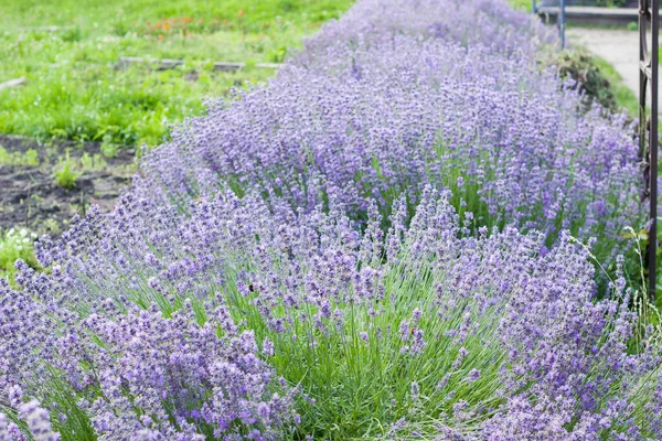 Lavender flowers on large bushes during flowering. Bright purple fragrant buds in the park. Beautiful landscape with flower fields. A walk through the botanical garden in the lavender color period.