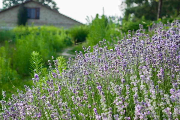 Los Arbustos Exuberantes Planta Perfumada Casa Cerca Flores Lavanda Callejón —  Fotos de Stock