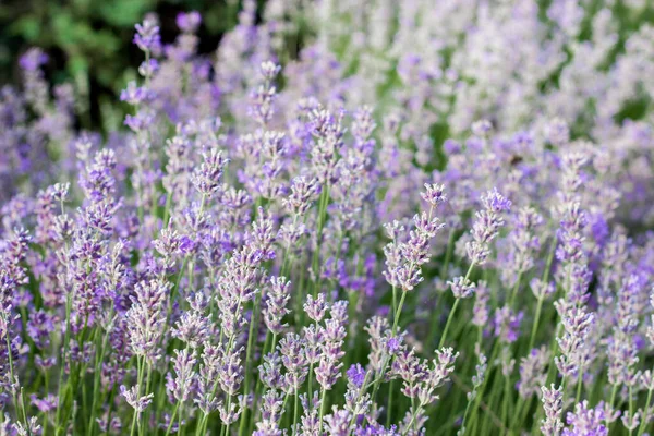 Flores Lavanda Grandes Arbustos Durante Floração Buds Perfumados Roxo Brilhante — Fotografia de Stock