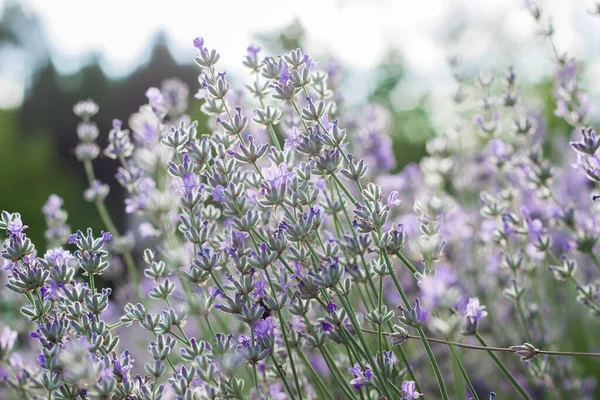 Lavendel Bloemen Grote Struiken Tijdens Bloei Heldere Paarse Geurige Knoppen — Stockfoto