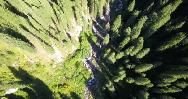 Jehličnaté stromy rostou z hlubin horského jezera — Stock video