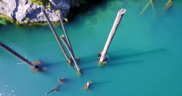 Nadelbäume ragen aus den Tiefen des Bergsees — Stockvideo