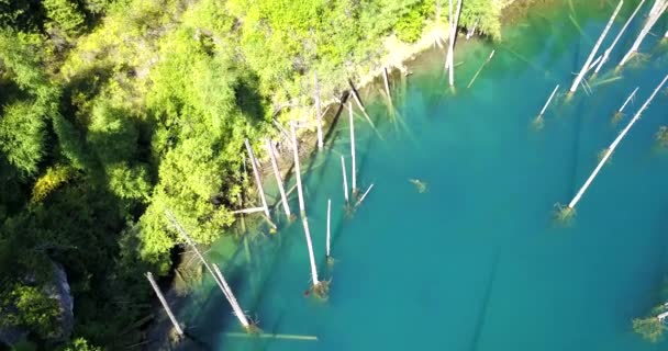 Barrträd reser sig från djupet av fjällsjön — Stockvideo