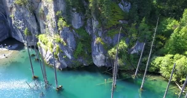 Coniferous trees rise from depths of mountain lake — Stock Video