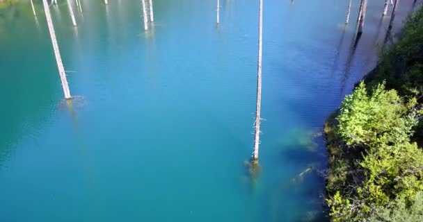 활엽수 가산 호숫가의 깊숙 한 곳에서 자란다 — 비디오