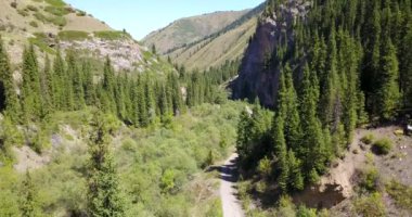 Ormanın manzarası ve tıka basa doymak.