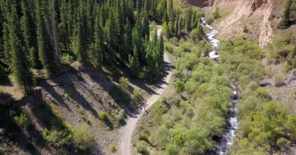 Vista del bosque y desfiladero desde arriba. — Vídeo de stock