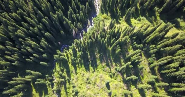 Blick von oben auf Wald und Schlucht. — Stockvideo