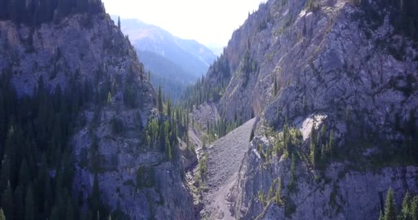 Blick von oben auf Wald und Schlucht. — Stockvideo