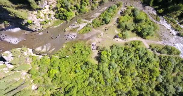 Árvores coníferas sobem de profundidades de lago montês — Vídeo de Stock