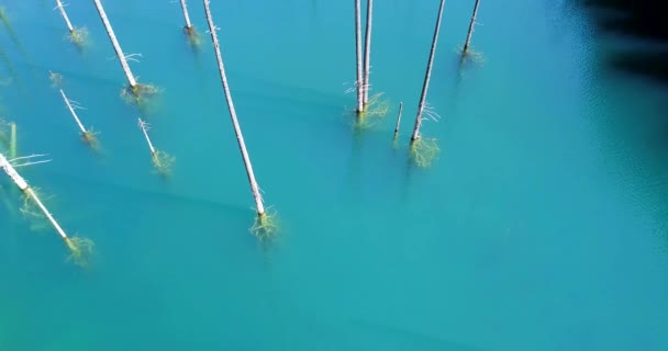 Nadelbäume ragen aus den Tiefen des Bergsees — Stockvideo