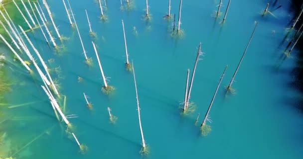 Nadelbäume ragen aus den Tiefen des Bergsees — Stockvideo