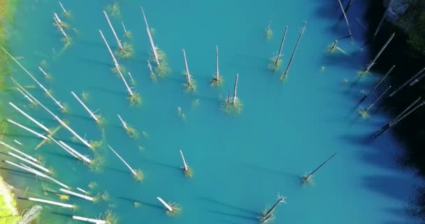 Nadelbäume ragen aus den Tiefen des Bergsees — Stockvideo