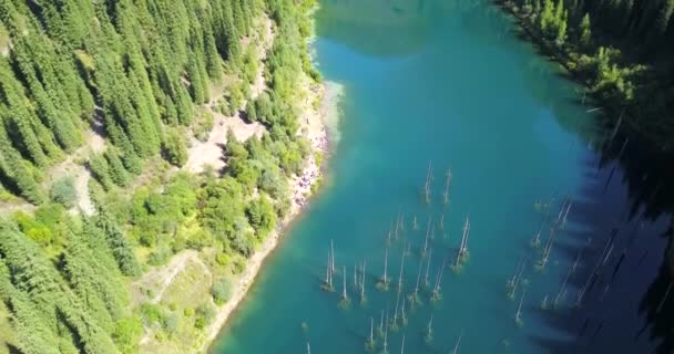 Jehličnaté stromy rostou z hlubin horského jezera — Stock video