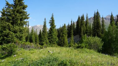 Yoğun kozalaklı ormanların arasına yuva yapmış yemyeşil çayır, arka planda yükselen görkemli kar örtülü Tian Shan dağları Kırgızistan 'daki ala archa ulusal parkının güzelliğini gözler önüne seriyor.