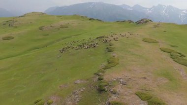 Büyük koyun sürüsü yemyeşil bir dağ yamacında huzur içinde otluyor. Görkemli kar örtülü dağlar nefes kesici bir zemin sağlıyor.