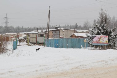 Kış bitki koruma köpek yavrusu