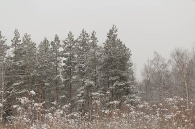 Kış orman. Ocak, çam, kar yağışı.