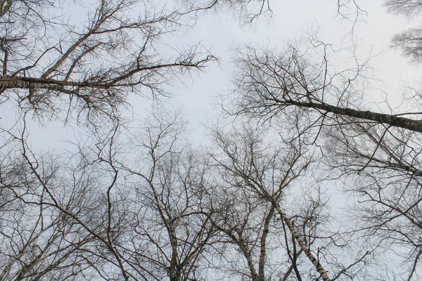 Zimą Drzewa Pionowo Góry — Zdjęcie stockowe