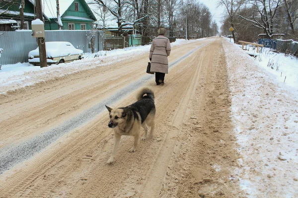 Winter Dog Road Woman — 스톡 사진