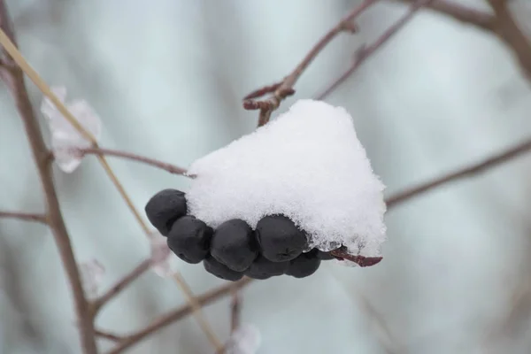Чорний Горобини Ягоди Взимку Снігу — стокове фото