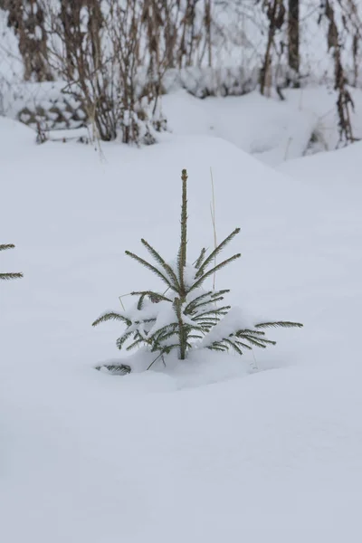 Schnee Winter Kleiner Weihnachtsbaum — Stockfoto