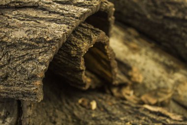 Ahşap arka plan bulanık üzerinde Meşe barka kavisli