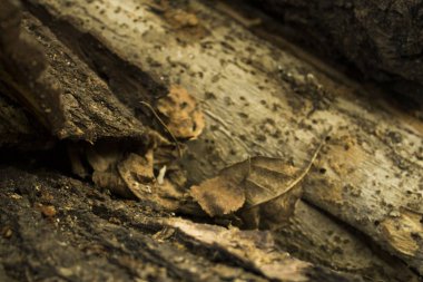 Arka plan bulanık ile eski bir güdük üzerinde kuru sarı yaprak