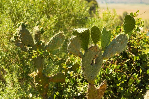 Prickly pears.Opuntia ficus-indica. also known as indian figs.