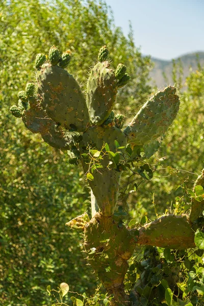 Prickly pears.Opuntia ficus-indica. also known as indian figs. — Stock Photo, Image