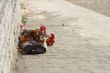 Musluklar ve ördekler sokakta, Berat, Arnavutluk