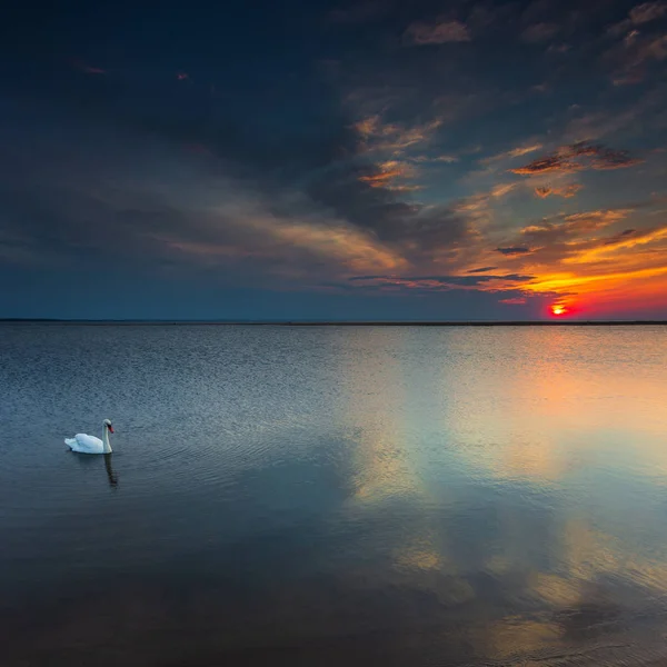 Witte Zwaan in de Baltische Zee tijdens zonsondergang, Sobieszewska Island, Gdansk, Polen. — Stockfoto