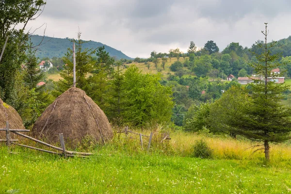 Doğal manzaralı Tara dağ, Sırbistan.
