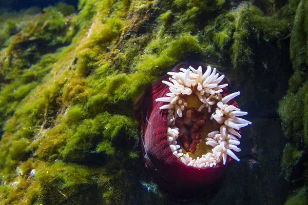 Renkli deniz anemone mavi gezegen - Ulusal Akvaryum Kopenhag, Danimarka.