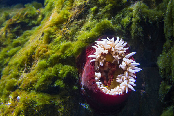 Colorful sea anemone in Blue Planet- National Aquarium in Copenhagen, Denmark.