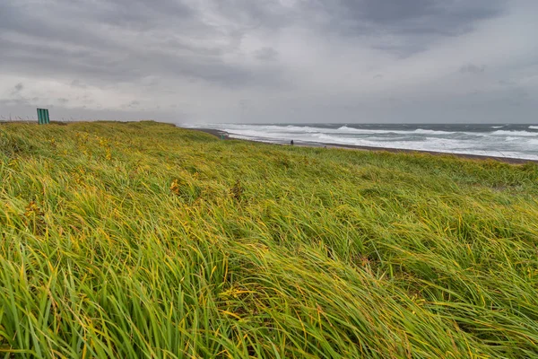 Hoog gras groeien op duinen. Uitzicht op de baai van Avachinskaya, Rusland. — Stockfoto